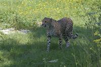 Cjp_2011_08_01_085750 (2).jpg